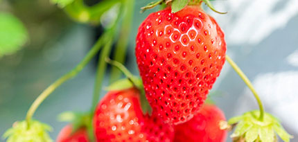 いちご