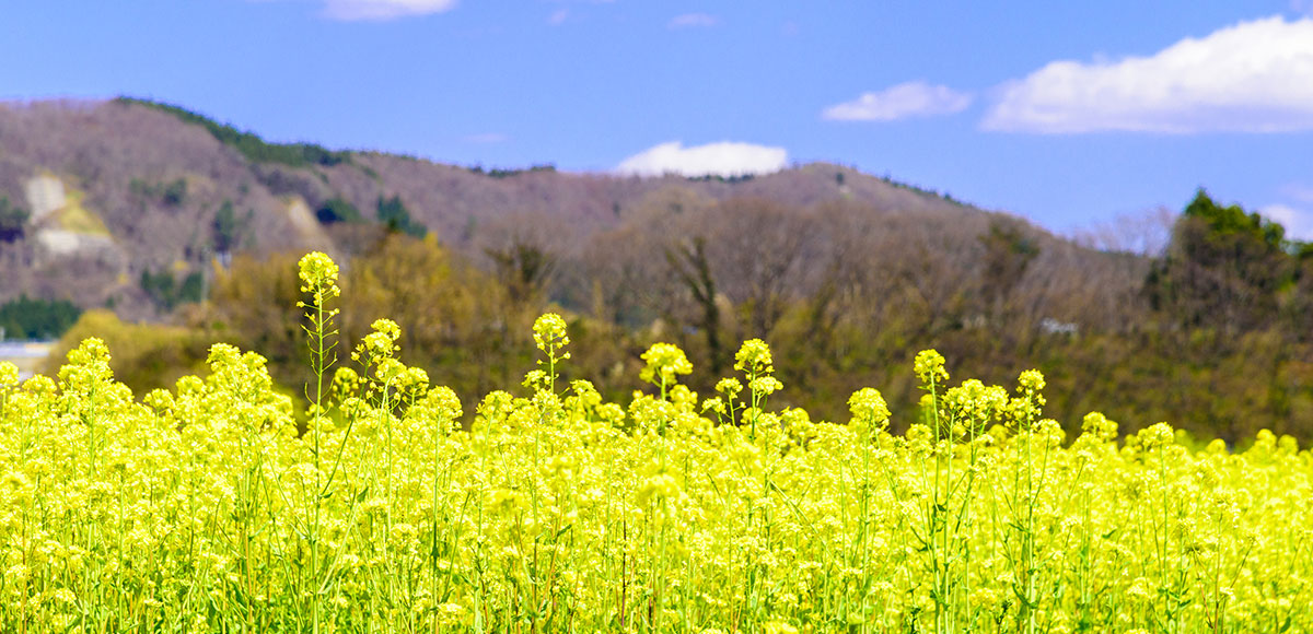 菜の花