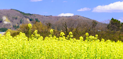 菜の花