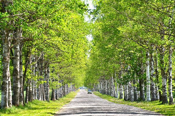 北海道ならではの雄大な自然を満喫