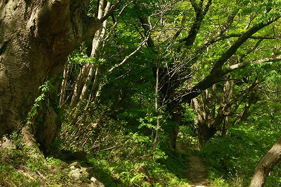 マイナスイオンたっぷり。自然の造形美を堪能