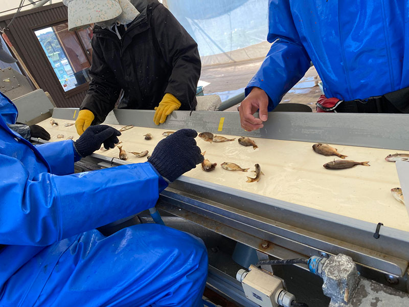 稚魚の選別にはポンプの流量調節が重要