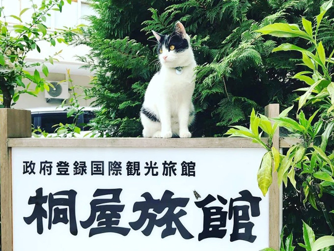 かわいい6匹の看板猫がお出迎え