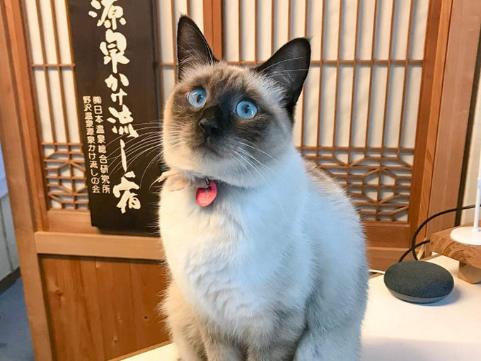 ロントで受付業務中のすずちゃん