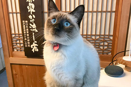 ロントで受付業務中のすずちゃん